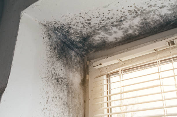 Affordable Attic Mold Removal solutions in Old Bridge, NJ